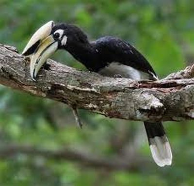 pied hornbill